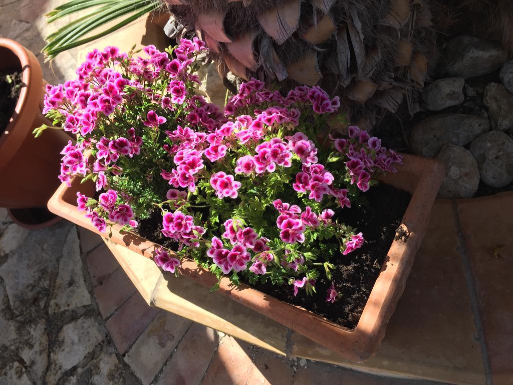 B&B Limone San Leone Kültér fotó